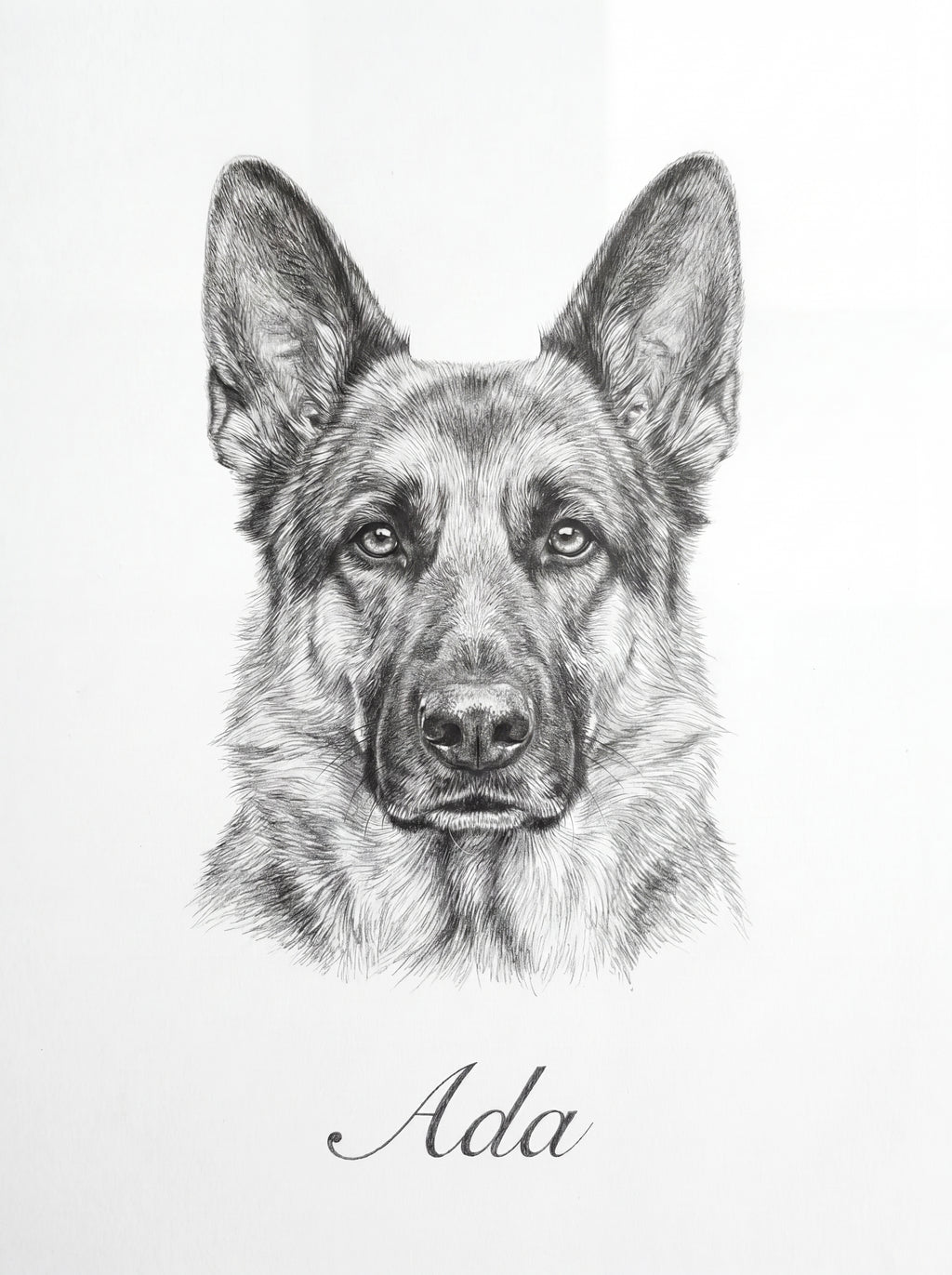 Realistisches Schäferhund-Porträt als Bleistiftzeichnung auf weißem Hintergrund
