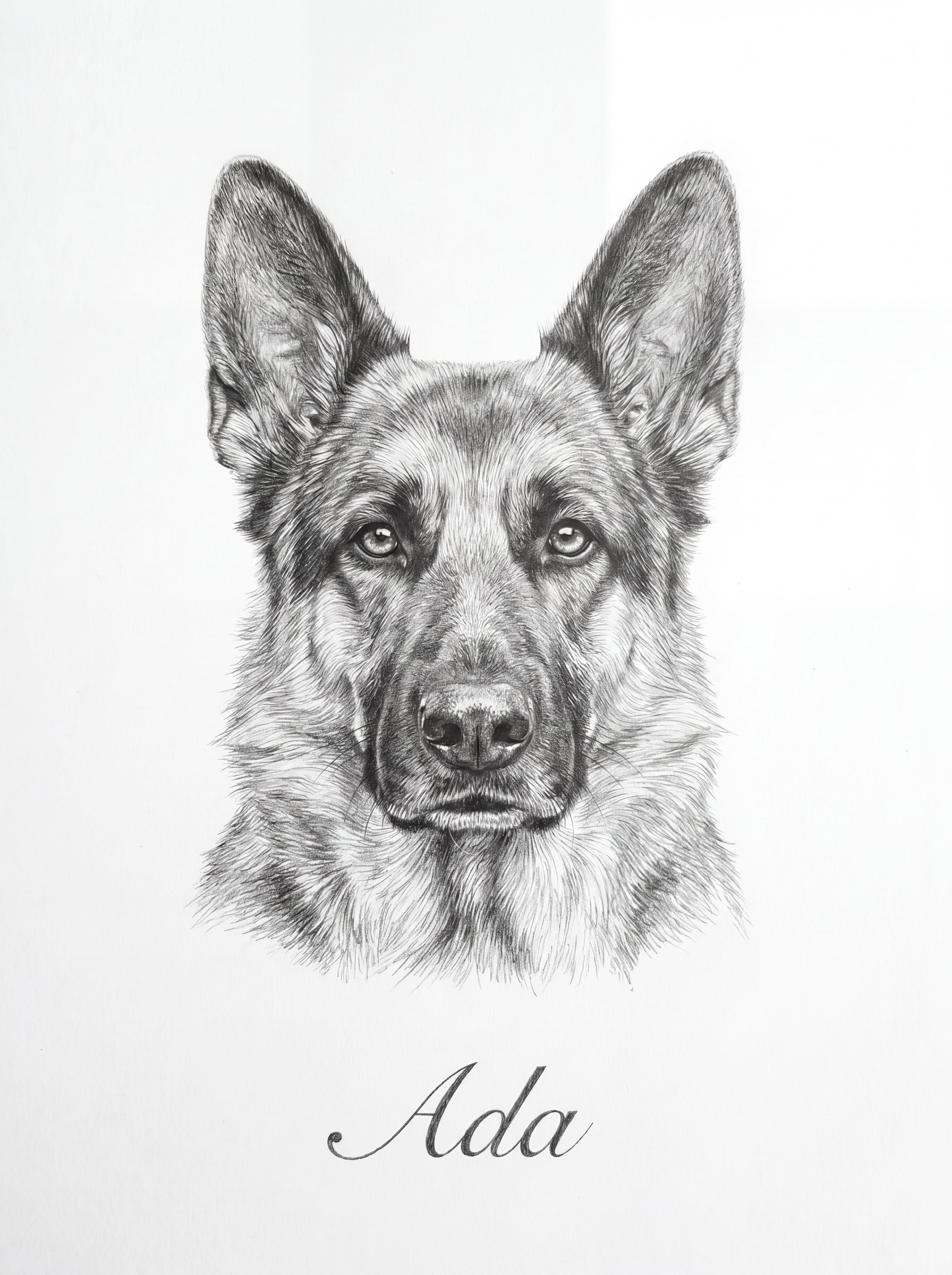 Realistisches Schäferhund-Porträt als Bleistiftzeichnung auf weißem Hintergrund