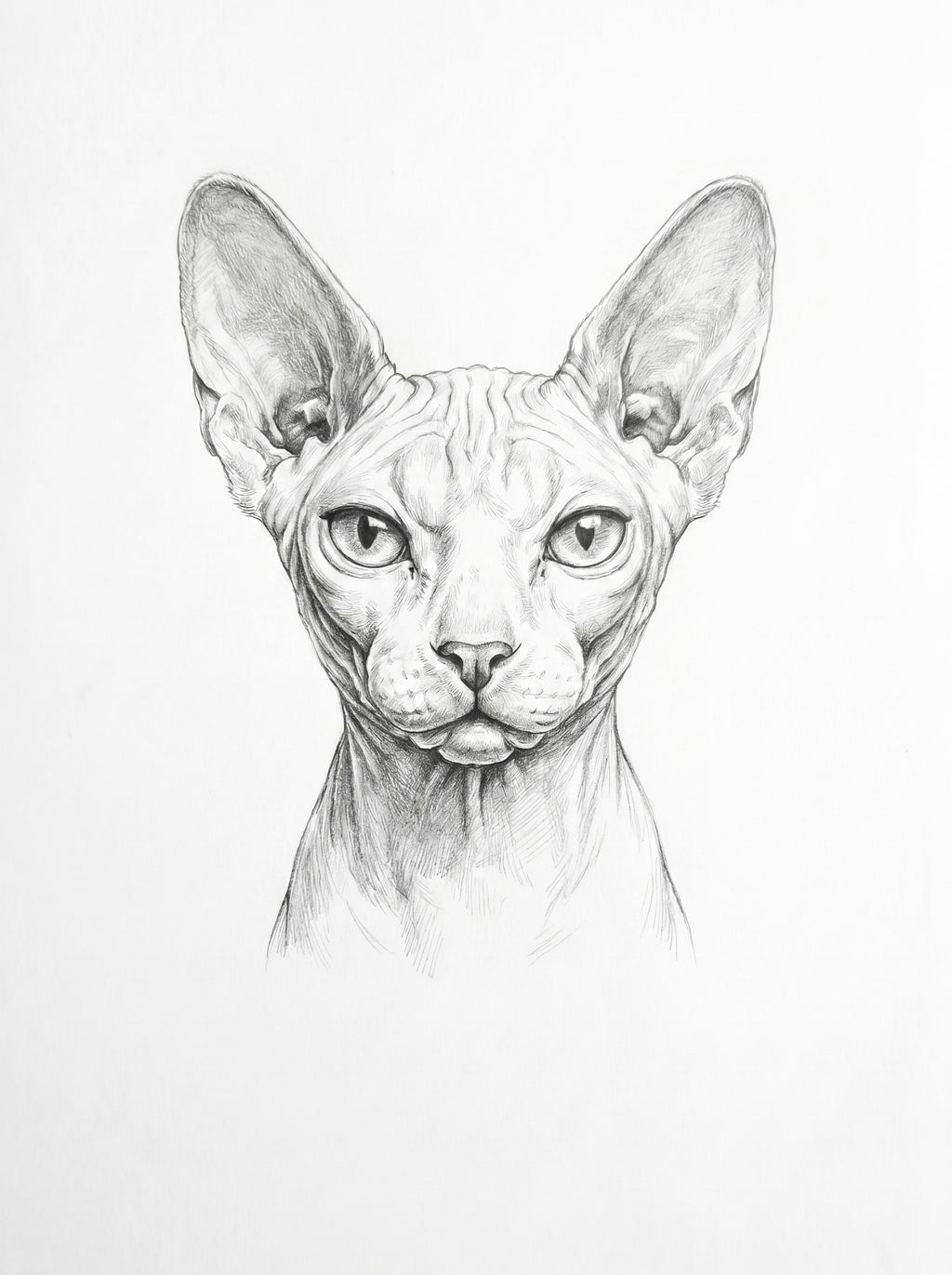 Sphynx-Katze als detaillierte Bleistiftzeichnung vor schlichtem weißem Hintergrund